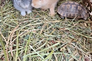 Marrakech: Private Rescue Farm Visit with Lunch + Transport