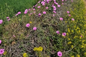 Marrakech: Private Rescue Farm Visit with Lunch + Transport
