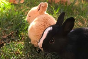 Marrakech: Private Rescue Farm Visit with Lunch + Transport