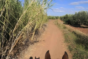 Marrakech: Private Rescue Farm Visit with Lunch + Transport