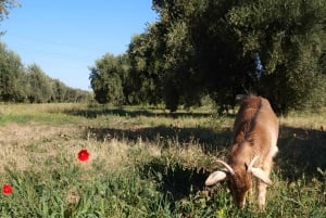 Marrakech: Private Rescue Farm Visit with Lunch + Transport