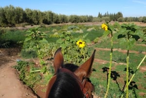 Marrakech: Private Rescue Farm Visit with Lunch + Transport