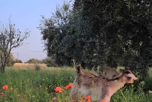 Marrakech: Private Rescue Farm Visit with Lunch + Transport