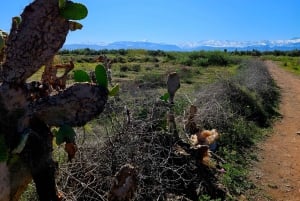Marrakech: Private Rescue Farm Visit with Lunch + Transport