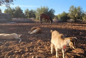 Marrakech: Private Rescue Farm Visit with Lunch + Transport