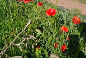 Marrakech: Private Rescue Farm Visit with Lunch + Transport