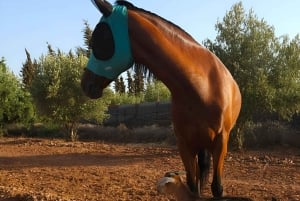 Marrakech: Private Rescue Farm Visit with Lunch + Transport