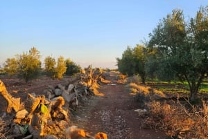 Marrakech: Private Rescue Farm Visit with Lunch + Transport