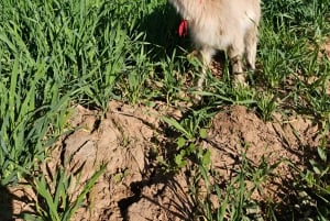 Marrakech: Private Rescue Farm Visit with Lunch + Transport