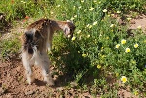 Marrakech: Private Rescue Farm Visit with Lunch + Transport