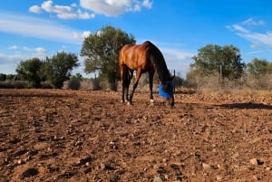 Marrakech: Private Rescue Farm Visit with Lunch + Transport