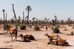 Marrakech: Tur med firhjuling og kamelritt