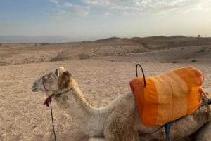 Marrakech: Quad Bike, Camel Ride, Sunset, Dinner with Show
