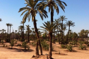 Heldag i Agafyöknen, lunch och simning med Quad