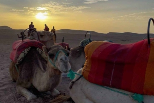 Marrakech: Kamel- og ATV-tur med solnedgang, middag og show