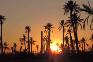 Marrakech: Quad-tur i Palmeraie-dunene med te