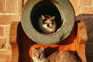 マラケシュ発：エッサウィラの海岸とメディナへの日帰りツアー（少人数制）