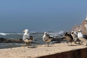 マラケシュ発：エッサウィラの海岸とメディナへの日帰りツアー（少人数制）