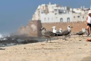 マラケシュ発：エッサウィラの海岸とメディナへの日帰りツアー（少人数制）