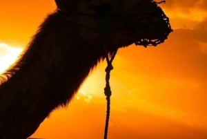 Марракеш: закат, катание на верблюде и роскошный ужин с огненным шоу