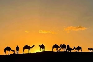 Марракеш: закат, катание на верблюде и роскошный ужин с огненным шоу