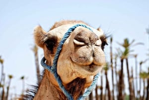 Marrakech: Sunset Camel Ride in Palmeraie