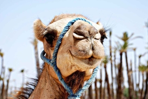 Marrakech: Sunset Camel Ride in Palmeraie