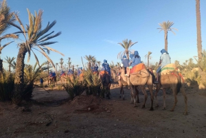 Marrakech: Sunset Camel Ride in the Palmeraie