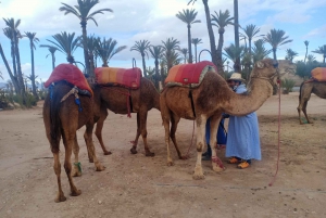 Marrakech: Sunset Camel Ride in the Palmeraie