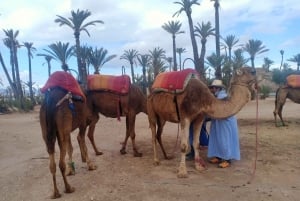 Marrakech: Sunset Camel Ride i Palmeraie