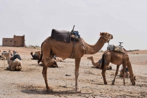 Marrakesz: Przejażdżka na wielbłądzie po pustyni Agafay