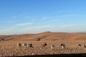 Marrakech: Agafay Desert Camel Ride Diner Show Dance Berber
