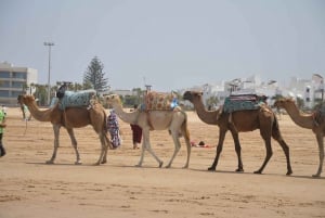 Marrakech: Excursión de un día a Essaouira con servicio de recogida del hotel