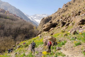 Марракеш - Атласские горы : Прогулка по долине Имлиль с обедом