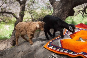 Марракеш - Атласские горы : Прогулка по долине Имлиль с обедом