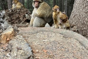 Marrakech til Fez via Merzouga-ørkenen 3-dagers Sahara-tur