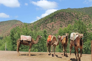 Marrakech's Atlas Adventures Ourika-dalen og velsmakende lunsj