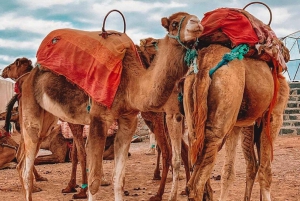 Marrakech: Dagsutflykt till Ourikadalen och vandring till vattenfall