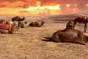 Marrakesh: Solnedgang i Agafay-ørkenen, kamelridning, middag og show