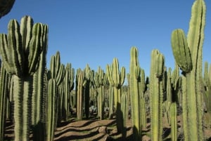 Marraquexe: Bilhete de entrada Cactus Thiemann