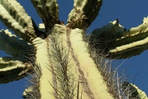 Marrakesz: Bilet wstępu Cactus Thiemann