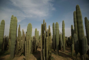 マラケシュ：カクタス・ティマン入場チケットをご覧ください
