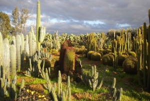 マラケシュ：カクタス・ティマン入場チケットをご覧ください