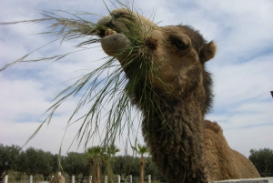 マラケシュ：カクタス・ティマン入場チケットをご覧ください