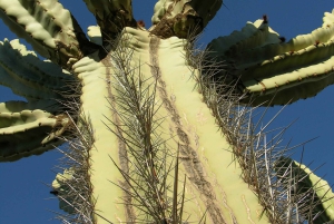 マラケシュ：カクタス・ティマン入場チケットをご覧ください