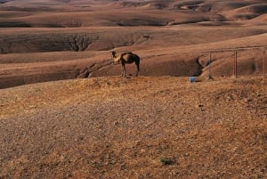 Marrakesh: Ørken- og fjelltur med kamelridning og lunsj
