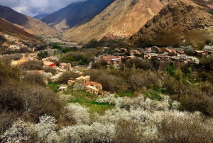 Marrakesh: Desert & Mountain Tour with Camel Ride & Lunch