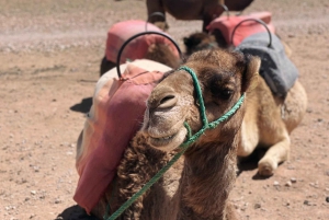 Marrakech: Privé Quad Bike Tour en kamelenrit in palm