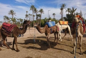 From Marrakech: Half-Day Desert Quad Trip with Camel Ride