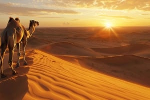 Marrakech: el MEJOR paseo en camello por el desierto de Agafay y cena con espectáculo 2025
